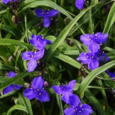 Традесканция андерсона Леонора - Dolinasad.by