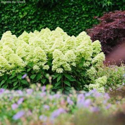 Гортензия метельчатая Мэджикал Лайм Спаркл, С3 - Dolinasad.by