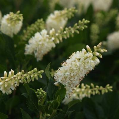 Клетра ольхолистная, С2 - Dolinasad.by