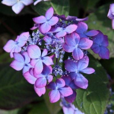 Гортензия пильчатая Мэджик Сансэт, С3 - Dolinasad.by