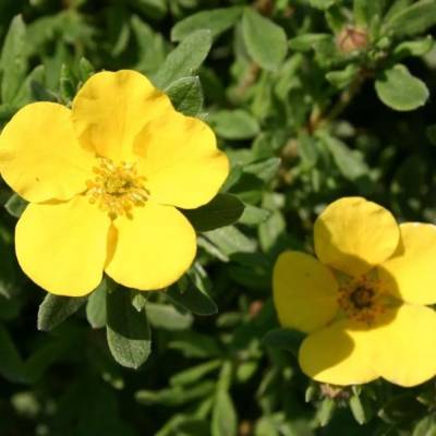 Лапчатка кустарниковая Саммерфлор, С3 - Dolinasad.by