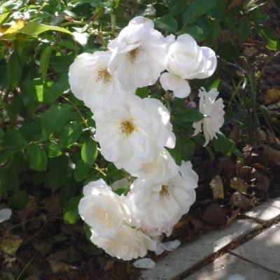 Роза Фис Клайм - Dolinasad.by