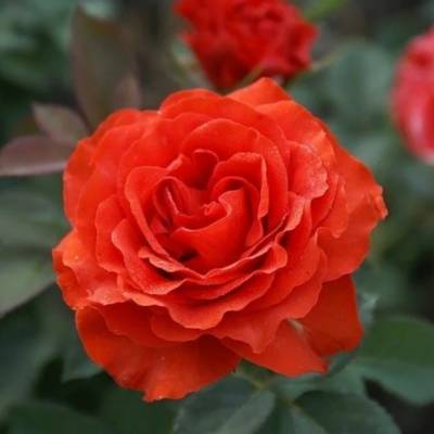 Роза Эль Торо в горшке - Dolinasad.by