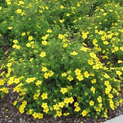 Лапчатка кустарниковая Саммерфлор, С3 - Dolinasad.by