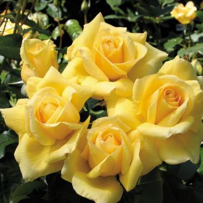 Роза Саммер - Dolinasad.by