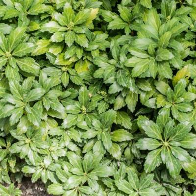 Пахизандра верхушечная Грин Карпет, С3 - Dolinasad.by