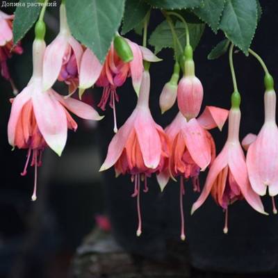 Фуксия Бесентенал - Dolinasad.by