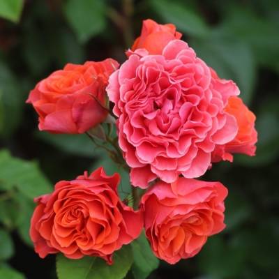 Роза штамбовая Билград Леди - Dolinasad.by