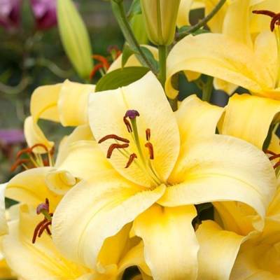 Лилия Элдорет Лилия Элдорет - Dolinasad.by