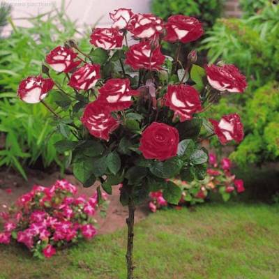 Роза штамбовая Осирия - Dolinasad.by