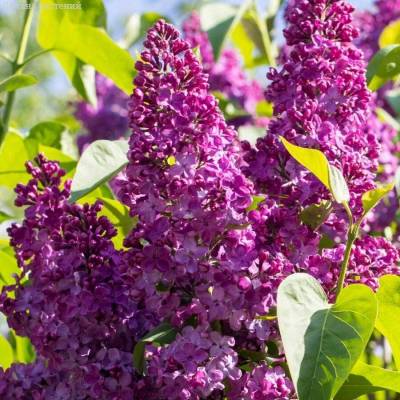 Сирень обыкновенная Маршал Фош, С2 - Dolinasad.by