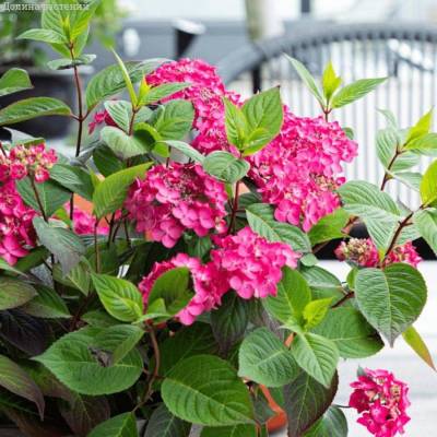 Гортензия пильчатая Мэджик Сансэт, С3 - Dolinasad.by