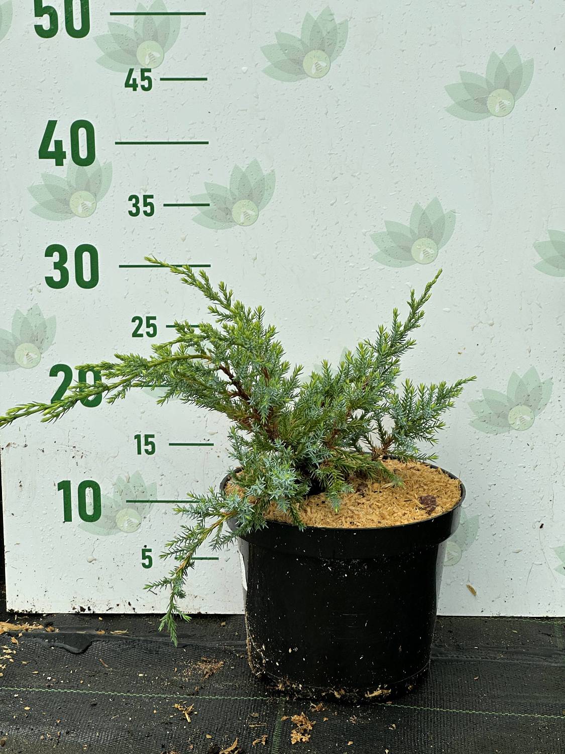 Можжевельник чешуйчатый Холгер, С3 - Dolinasad.by