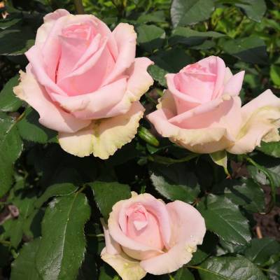 Роза Свит Аваланш - Dolinasad.by