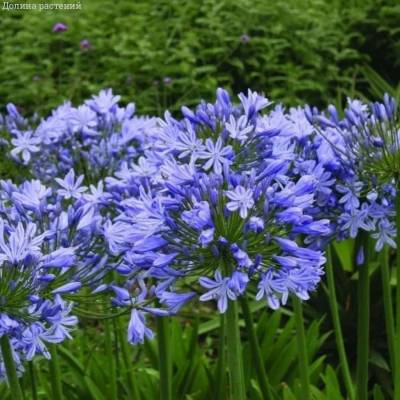 Агапантус Блю Гигант - Dolinasad.by