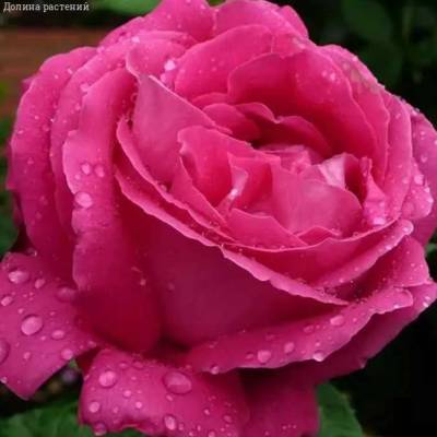 Роза Европа в горшке - Dolinasad.by