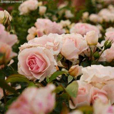 Роза Роял Бьюти в горшке - Dolinasad.by