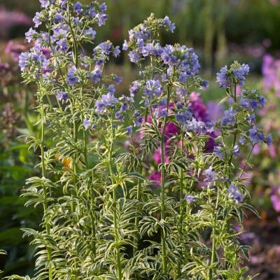 Синюха голубая Бриз Данжоу - Dolinasad.by