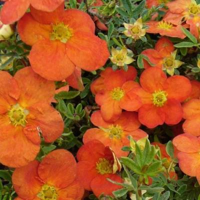 Лапчатка кустарниковая Танжерин, С3 - Dolinasad.by