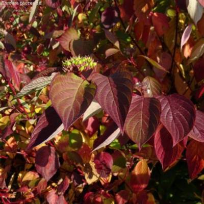 Дерен белый Кессельринги, С2 - Dolinasad.by