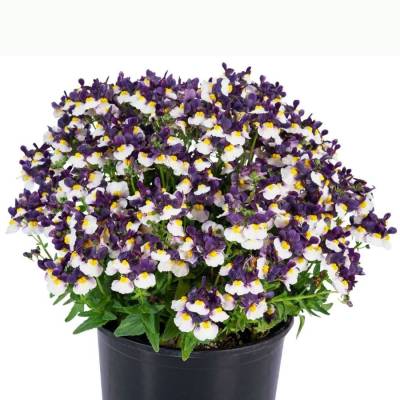 Немезия Марето Блю-Крем - Dolinasad.by