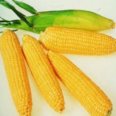 Кукуруза Краснодарская сахарная фото