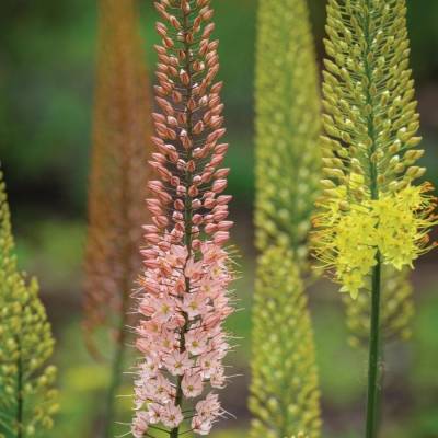 Эремурус гибридный Руйтерс - Dolinasad.by