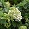 Гортензия метельчатая Мэджикал Мун Бланк - Dolinasad.by