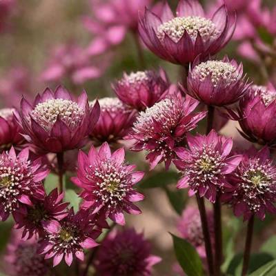 Астранция крупная Ларс - Dolinasad.by