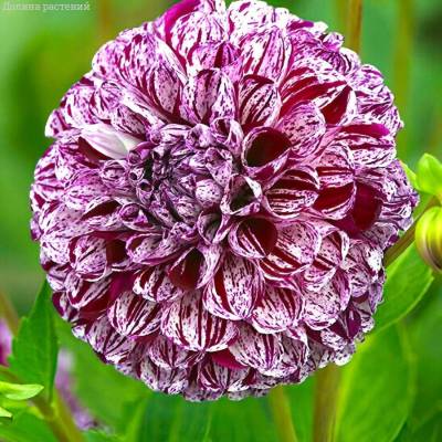 Георгина Марбл Балл - Dolinasad.by