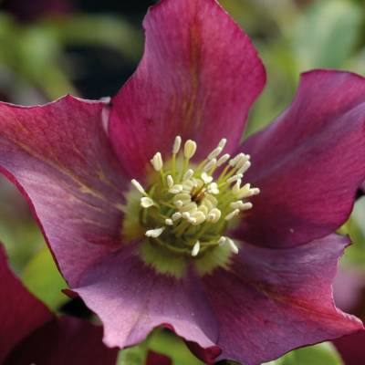 Морозник Претти Эллен Ред Морозник Претти Эллен Ред - Dolinasad.by