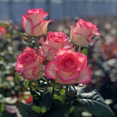 Роза Джумилия - Dolinasad.by