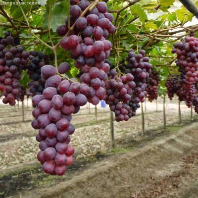 Виноград Ред Глоб - Dolinasad.by