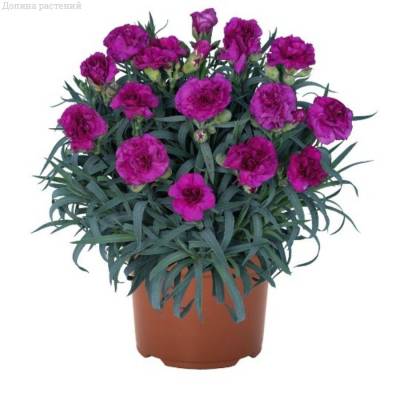 Гвоздика Ориентал Пурпл Бин Фэйт - Dolinasad.by