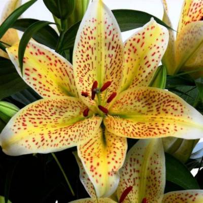 Лилия Тигермун Лилия Тигермун - Dolinasad.by