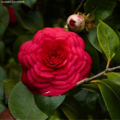 Камелия японская Маргерита Колеони - Dolinasad.by