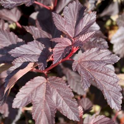 Пузыреплодник калинолистный Шух, С1,5 - Dolinasad.by