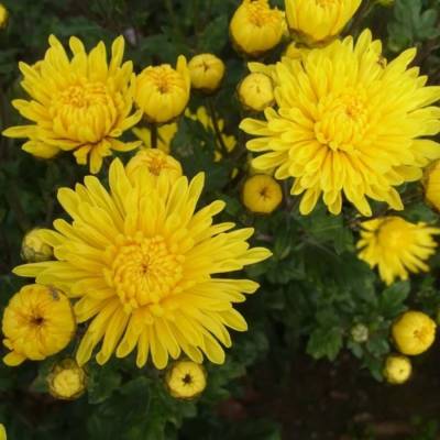 Хризантема мультифлора Бранфонтей Еллоу - Dolinasad.by