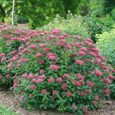 Спирея японская Фробелии, С1 - Dolinasad.by