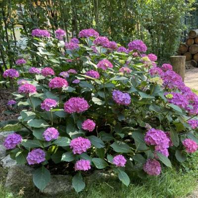 Гортензия крупнолистная Дива - Dolinasad.by