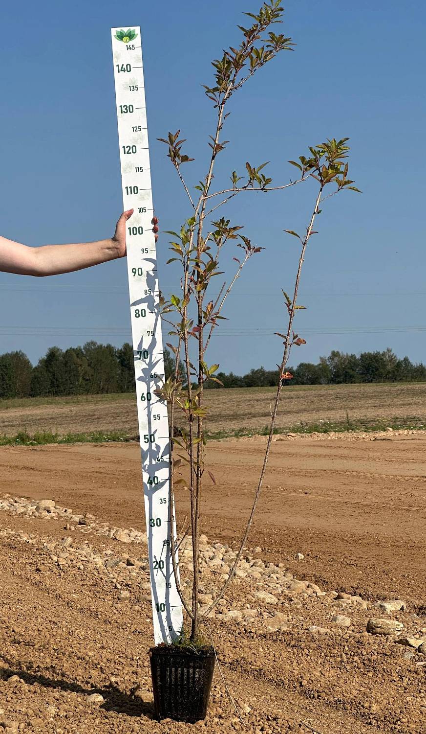 Форзиция средняя Голдрауч, С2 фото