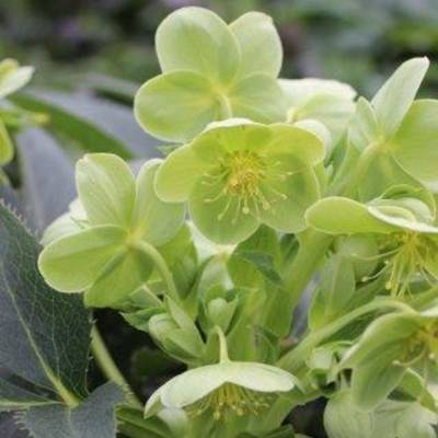 Морозник Сильвер Лэйс Морозник Сильвер Лэйс - Dolinasad.by