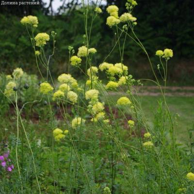 Василистник желтый сизый - Dolinasad.by