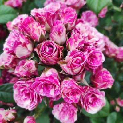 Роза Флешинг в горшке - Dolinasad.by