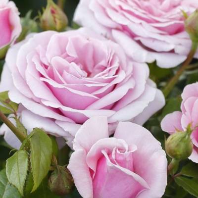 Роза штамбовая Пасифик - Dolinasad.by