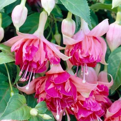 Фуксия Бесентенал - Dolinasad.by