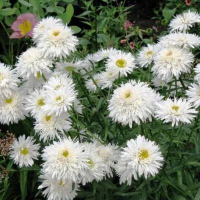 Нивяник крупный Санте - Dolinasad.by