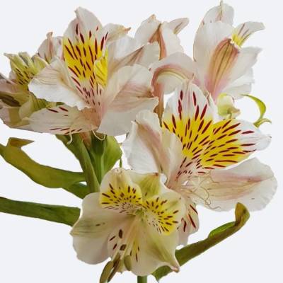 Альстромерия Венус - Dolinasad.by