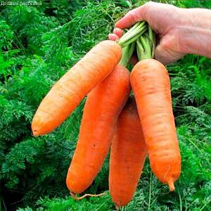Морковь Русский гигант фото