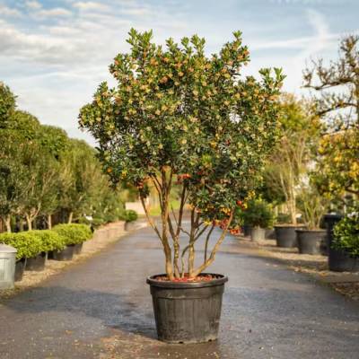 Земляничное дерево Компакта - Dolinasad.by